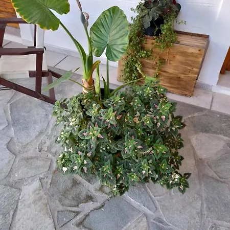 Siroco's And Парос