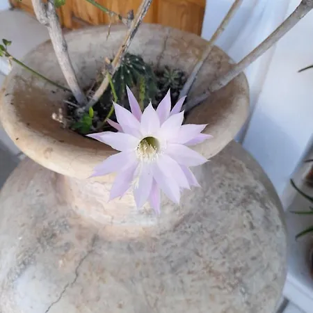 Siroco's And Apart Otel Páros