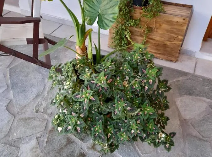 Siroco's And Parikia (Paros)