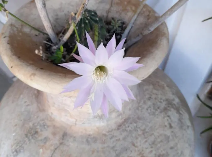 Siroco's And Aparthotel Parikia (Paros)